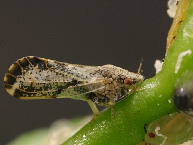 An infected Asisan citrus psyllid can transmit the deadly citrus greening disease (Huanglongbing or HLB). (CDFA Photo)