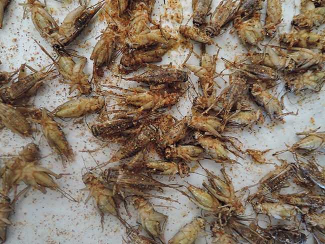 Crickets will be on the menu at the Bohart Museum of Entomology's open house. Visitors are invited to sample them. Crickets are the new shrimp, says Lynn Kimsey, director of the Bohart Museum. (Photo by Kathy Keatley Garvey)