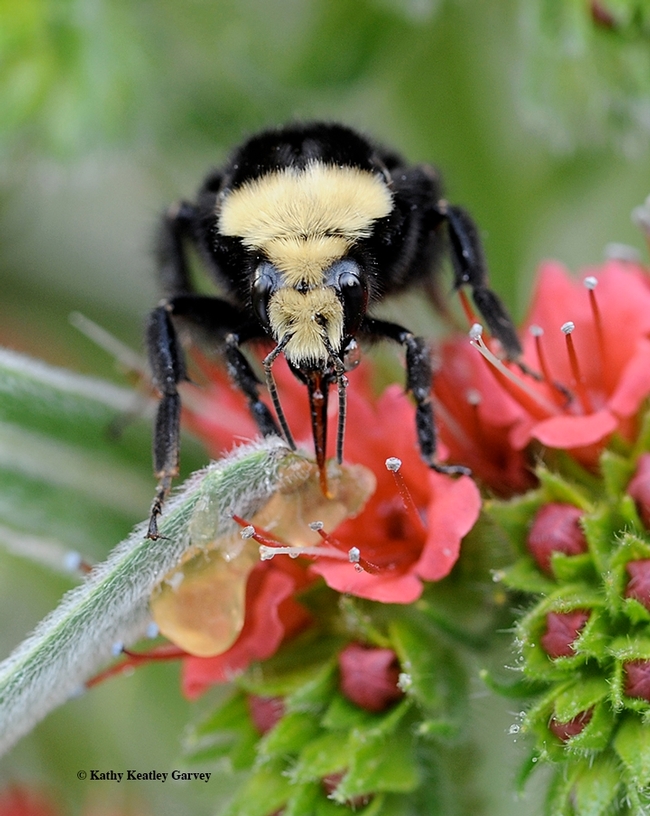 A yellow-faced bumble bee, Bombus vosnesenskii, foraging on the tower of jewels, Echium wildpretii, in Vacaville, Calif. (Photo by Kathy Keatley Garvey)