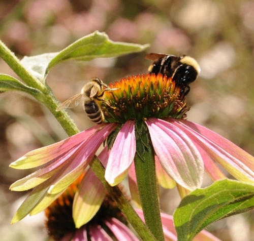 A honey bee and bumble bee share a purple coneflower. This is the yellow-faced bumble bee, Bombus vosnesenskii. (Photo by Kathy Keatley Garvey)