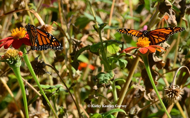 Two monarchs arrived today at a pollinator garden in Vacaville to sip nectar from a patch of Mexican sunflowers (Tithonia). (Photo by Kathy Keatley Garvey)