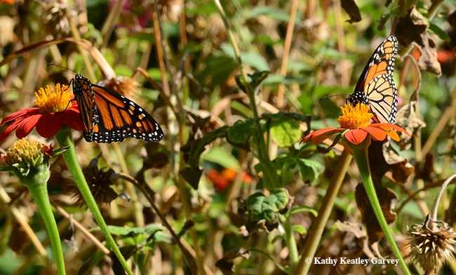 Both monarchs settle down to do some serious nectaring on the Tithonia. (Photo by Kathy Keatley Garvey)
