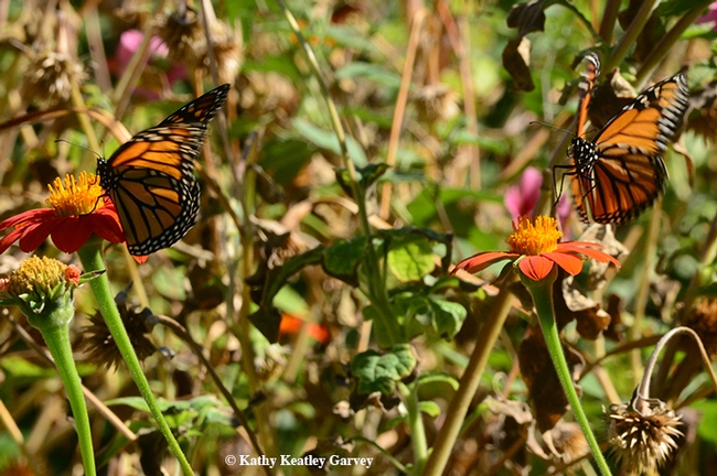 Time to go! Both monarchs get ready for take-off. (Photo by Kathy Keatley Garvey)