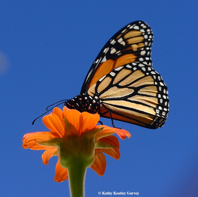 A monarch sips nectar from a sky-high Tithonia in a Vacaville pollinator garden. (Photo by Kathy Keatley Garvey)