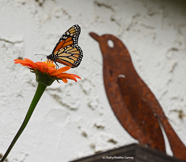 A monarch butterfly sips nectar from a Mexican sunflower (Tithonia) in front of a bird, decorative art. (Photo by Kathy Keatley Garvey)