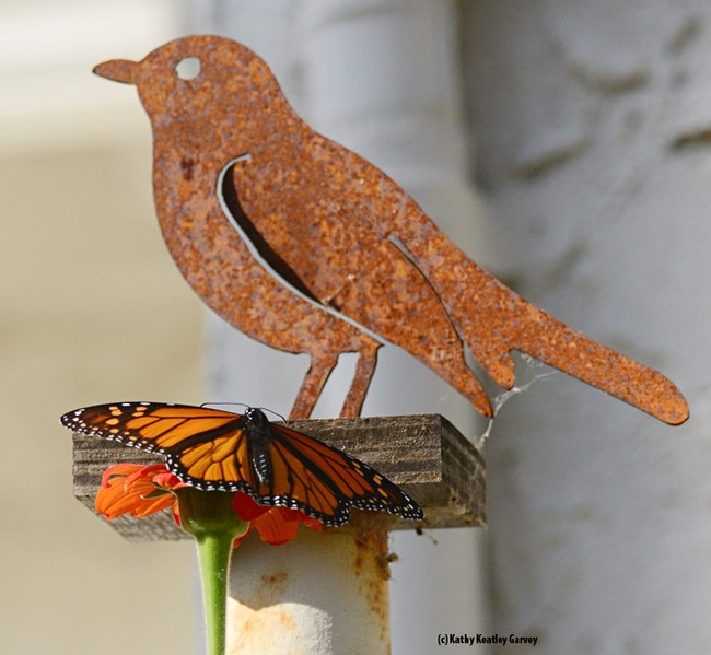 The monarch spreads its wings. The bird cannot. (Photo by Kathy Keatley Garvey)