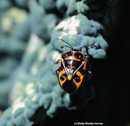 The coloring of the Harlequin bug is Halloween-perfect. It's a pest of pumpkins and other members of the cucurbits family. (Photo by Kathy Keatley Garvey)