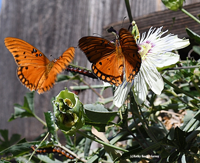 Well, hello, there! Another Gulf Fritillary arrives on the scene. (Photo by Kathy Keatley Garvey)