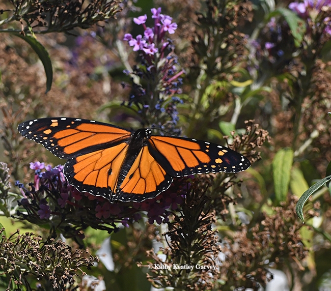 The male monarch takes flight. (Photo by Kathy Keatley Garvey)