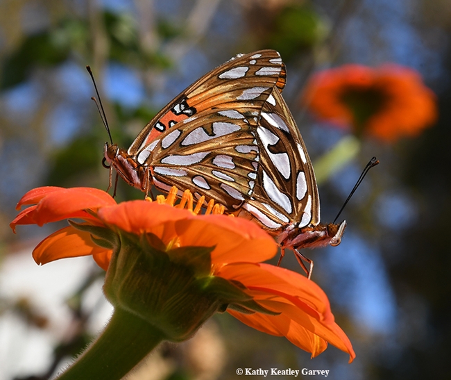The Gulf Fritillaries become one, or as the Bohart Museum of Entomology scientists hear often, 