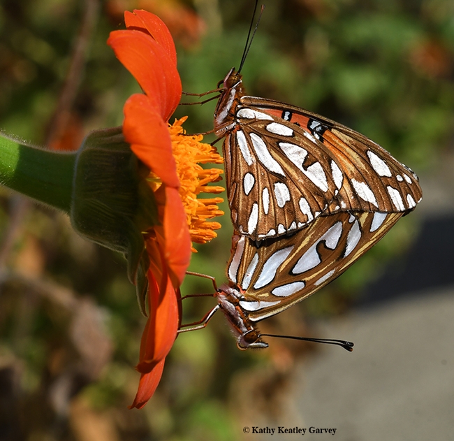 In insect wedding photography, the angles are important. Gulf Fritillaries on a Tithonia. (Photo by Kathy Keatley Garvey)