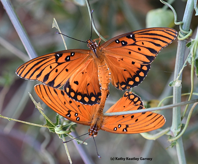 Two Gulf Fritillaries unite, and soon, more eggs, more caterpillars, more chrysalids and mroe adults. (Photo by Kathy Keatley)