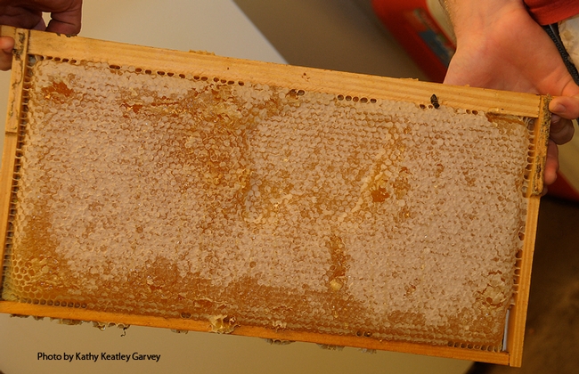 Honey doesn't come from a jar you buy in a store; it comes from a frame. (Photo by Kathy Keatley Garvey)