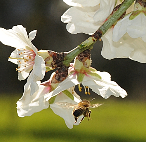 Bee on almond