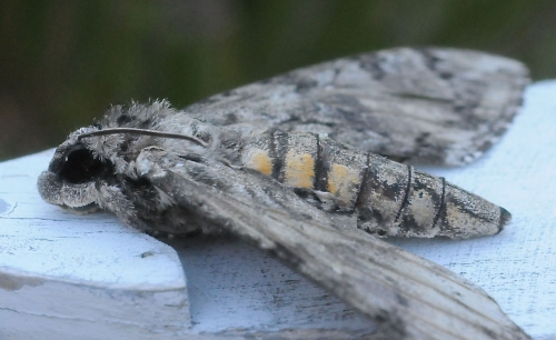 Our feline entomologist collects moths. This is probably a sphinx moth, the adult form of the tomato hornworm (Manduca sexta (Linnaeus). (Photo by Kathy Keatley Garvey)