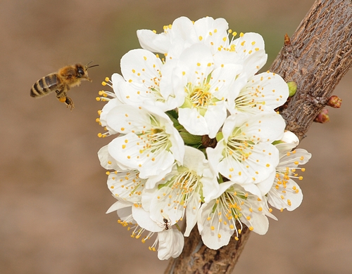 Bee Heading Toward Plum Blossom