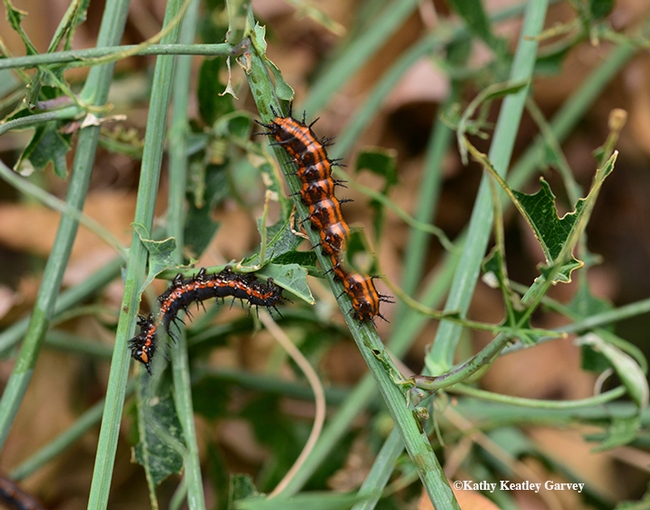 The Gulf Fritillary caterpillars have nearly skeletonized their host plant, Passiflora. (Photo by Kathy Keatley Garvey)