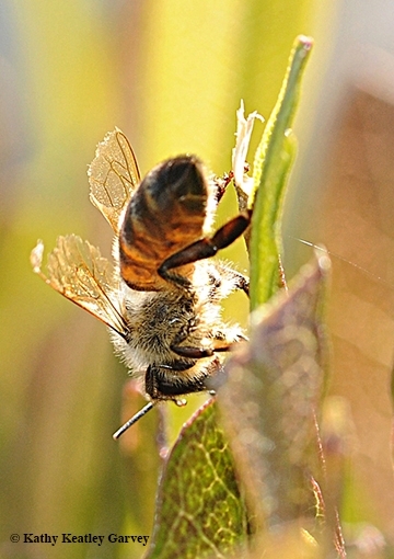 Honey bee, Apis mellifera (Photo by Kathy Keatley Garvey)