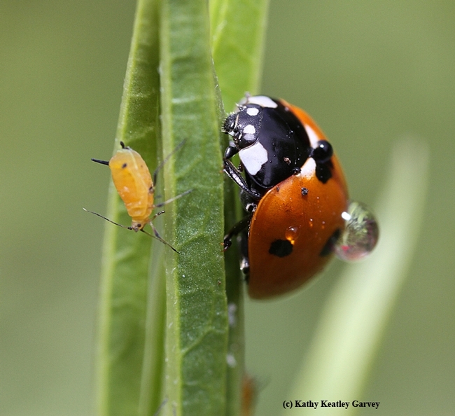 A lady beetle, aka ladybug, targeting aphids. (Photo by Kathy Keatley Garvey)