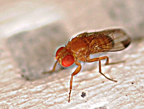 Close-up of Drosophila