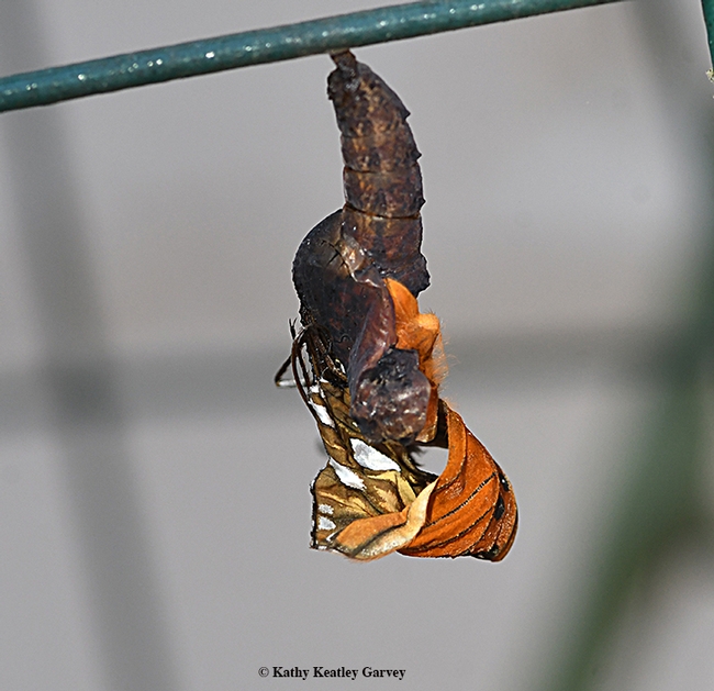 A Gulf Fritillary butterfly that never eclosed. (Photo by Kathy Keatley Garvey)
