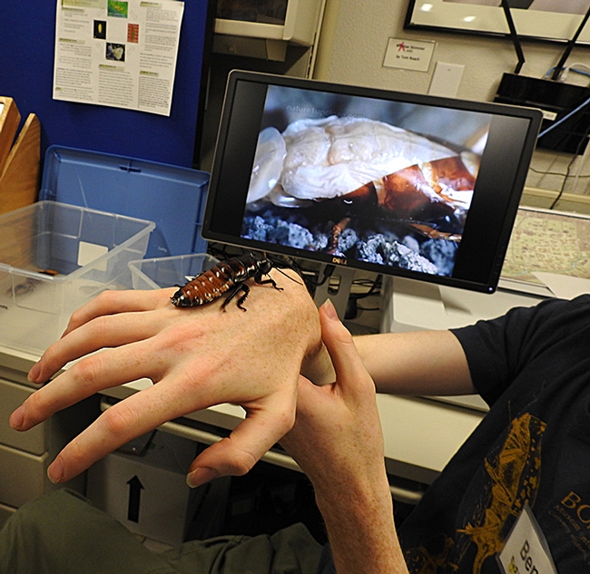 Entomology student Ben Maples shows a Madagascar hissing cockroach. (Photo by Kathy Keatley Gavey)