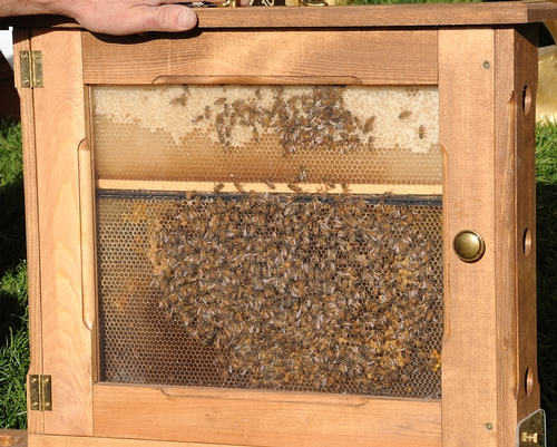 Bee Observation Hive