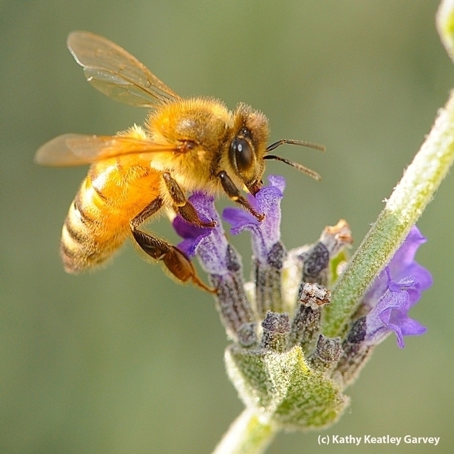 A golden bee, a Cordovan, sipping nectar on a lavender blossom in Vacaville, Calif. (Photo by Kathy Keatley Garvey)