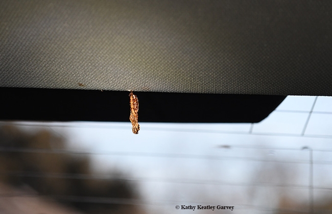 A Gulf Fritillary chrysalis inside the author's car, by the rear window. (Photo by Kathy Keatley Garvey)