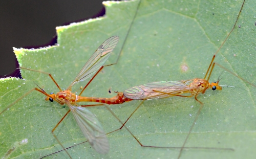 These two crane flies, also known as mosquito hawks, are in love. (Photo by Kathy Keatley Garvey)