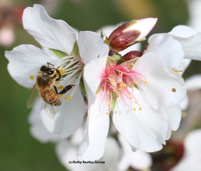 Beekeepers are gearing up for the California almond polination season, which usually starts around Feb. 14. Here, in this file photo, an industrious bee forages on an almond blossom. (Photo by Kathy Keatley Garvey)