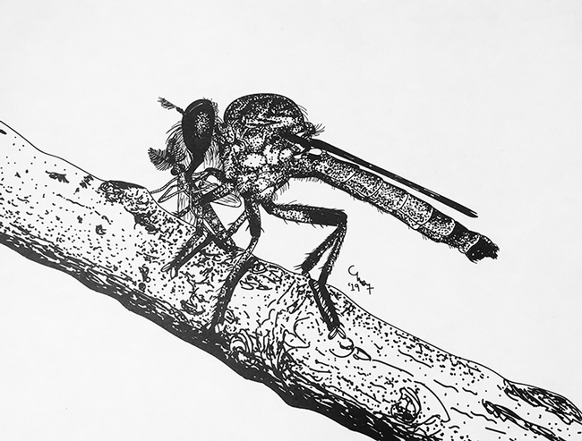 Charlotte Alberts studies assassin flies and also draws them! This is an Ommatius amula with prey.