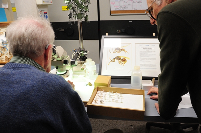 Ants will be the topic of Zachary Griebenow of the Phil Ward lab, UC Davis Department of Entomology and Nematology. This image shows emeritus professor Jerry Powell of UC Berkeley identifying insects at the Bohart Museum of Entomology. (Photo by Kathy Keatley Garvey)