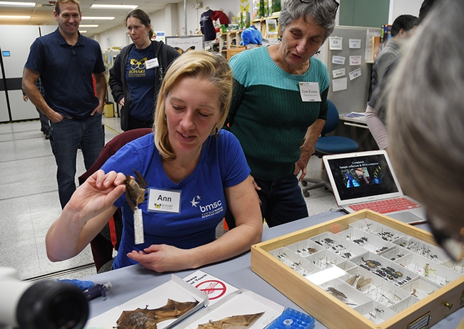 Doctoral student Ann Holmes holds up a bat specimen. Next to her is Lynn Kimsey, director of the Bohart Museum and professor of entomology at UC Davis. (Photo by Kathy Keatley Garvey)