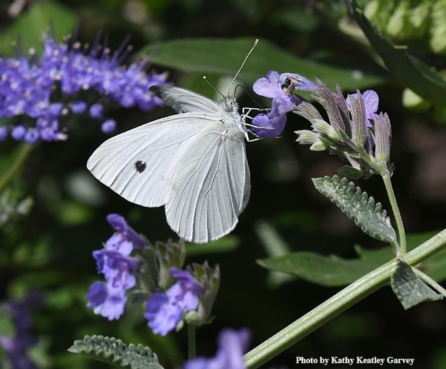 A cabbage white butterfly, Pieris rapae, nectaring on catmint last summer in Vacaville. (Too late in the season last year to win Art Shapiro's contest.) (Photo by Kathy Keatley Garvey)