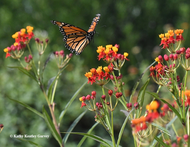 A monarch in flight in the summer of 2017 in Vacaville, Calif. This is the non-native tropical milkweed, Asclepias curassavica.(Photo by Kathy Keatley Garvey)