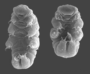 In appearance, the water bear seems as cuddly as a teddy bear. It has a barrel-shaped body and eight pudgy legs. The  adults usually range from 0.3 to 0.5 mm in length. (Courtesy of Wikipedia)