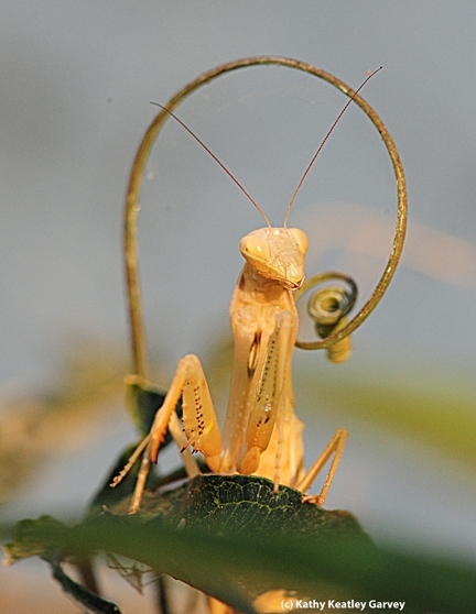 A praying mantis, Mantis religiosa, peers at the camera. (Photo by Kathy Keatley Garvey)