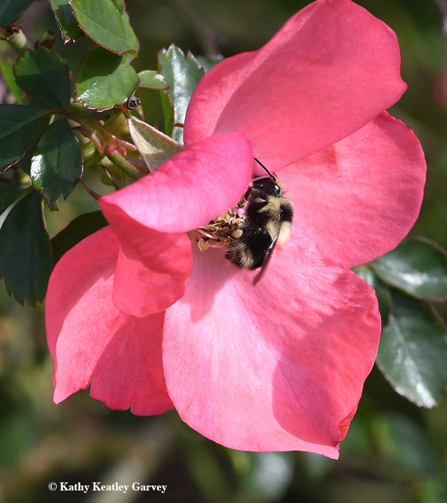 Bombus melanopygus, the black-tailed bumble bee, nectaring on a rose in Benicia, Solano County, on Jan. 25. (Photo by Kathy Keatley Garvey)