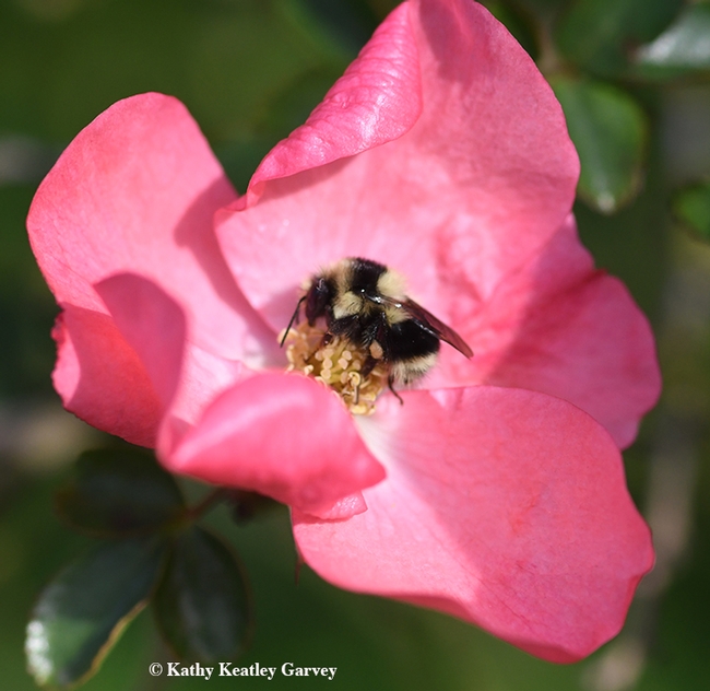 Come on in, the pollen is fine! Bombus melanopygus, the black-tailed bumble bee, nectaring on a rose in Benicia on Jan. 25. (Photo by Kathy Keatley Garvey)