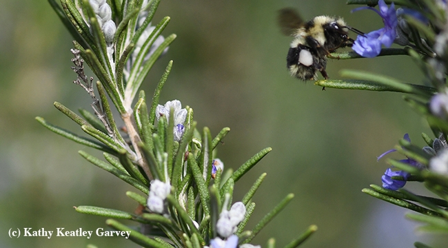 Bombus melanopygus, the black-tailed bumble bee, can't get enough of this rosemary in Benicia, Solano County, on Jan. 25. (Photo by Kathy Keatley Garvey)