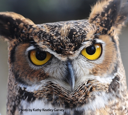 Great-horned owl at the Raptor Center. (Photo by Kathy Keatley Garvey)
