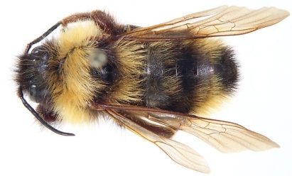 This is Bombus suckleyi, one of four proposed bumble bees on the endangered species list. (Photo Hadel Go, American Museum of Natural History, courtesy of Wikipedia)
