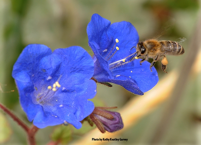 A honey bee foraging on a desert bell, Phacelia campanularia,  an annual herb that is native to California. (Photo by Kathy Keatley Garvey)