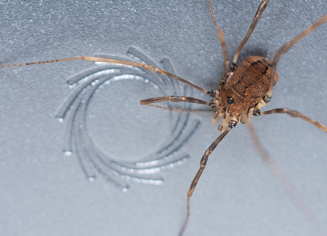 Harvestman collected in Japan. (Photo by Mercedes Burns)