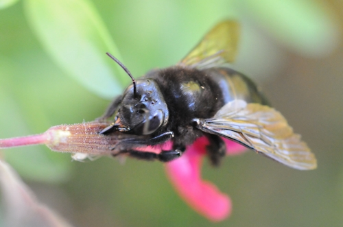 A female carpenter bee (Xylocopa tabaniformis orpifex) pierces the corolla of  salvia to rob the nectar. (Identified by Robbin Thorp, UC Davis emeritus professor of entomology.) (Photo by Kathy Keatley Garvey)