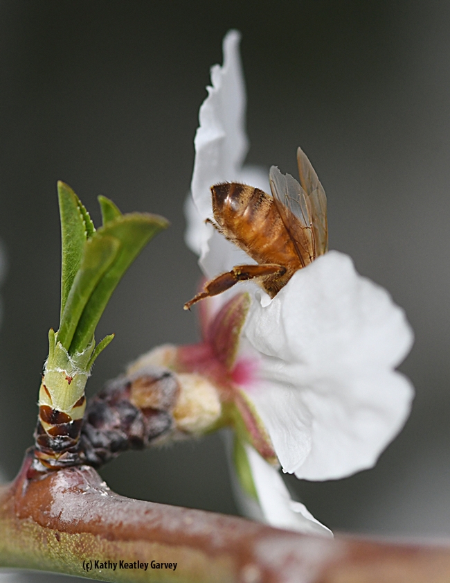 Bottoms up! A honey bee foraging on an almond blossom on an older tree on Bee Biology Road. (Photo by Kathy Keatley Garvey)