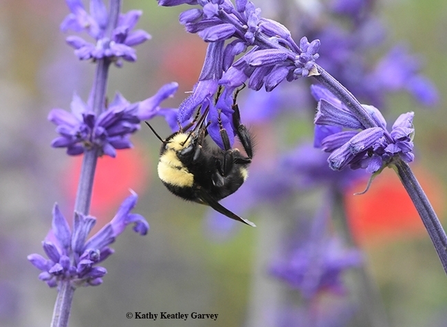 A yellow-faced bumble bee, Bombus vosnesenskii, spiked floral purple plant, nectaring on a Salvia indigo spires (Salvia farinacea x S. farinacea) in Sonoma. (Photo by Kathy Keatley Garvey)