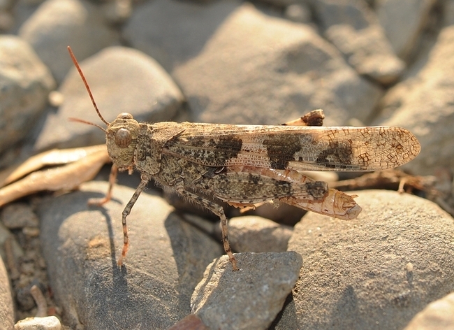 This is a banded-wing grasshopper, family Acrididae. This image was taken in Vacaville, Calif. (Photo by Kathy Keatley Garvey)