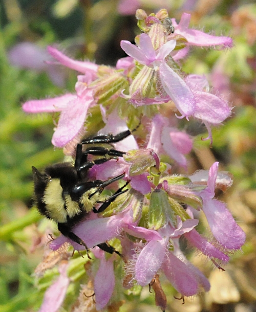 The bumble bee is about the same size as a carpenter bee, but its abdomen is covered with dense hair, often black and yellow. This is a Bombus vosnesenskii, the most common California bumble bee. (Photo by Kathy Keatley Garvey)